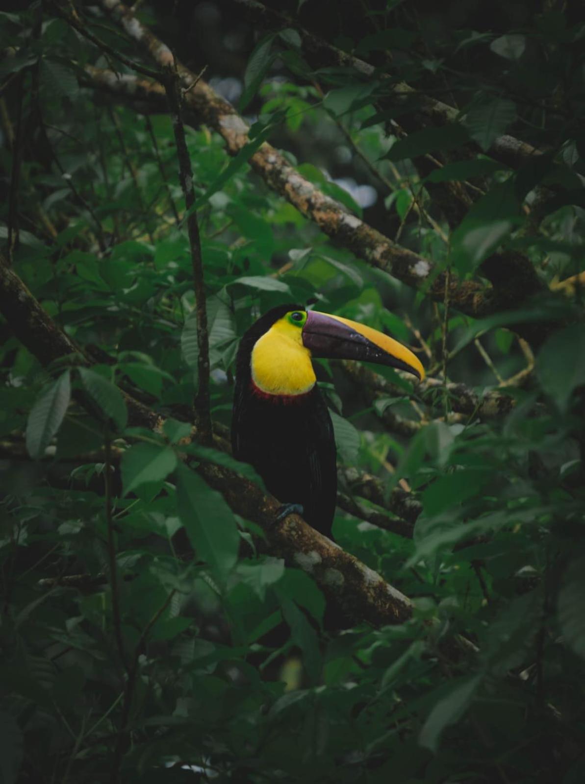 Yarumo Lodge, Rio Celeste Black Chalets Бихагуа Екстериор снимка